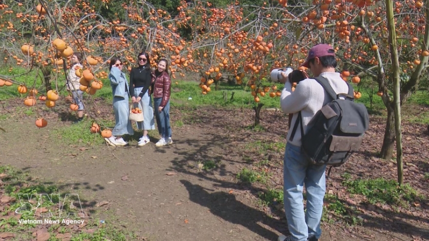 Tet 2026: Travelers opt for affordable recharge, closer-to-home experiences